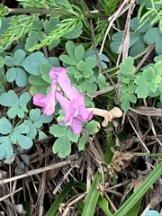 Corydalis decumbens