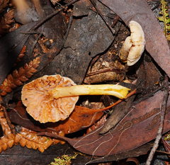 Cortinarius memoria-annae