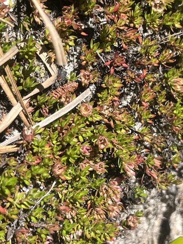 Pyxidanthera barbulata, photograph 6