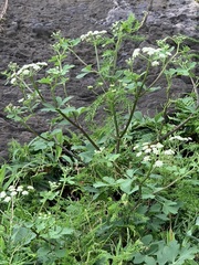 Peucedanum japonicum