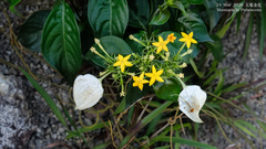 Mussaenda pubescens