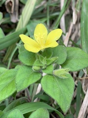 Lysimachia remota