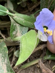 Commelina auriculata