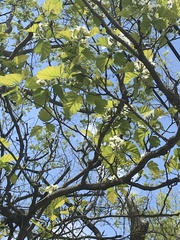 Magnoliopsida