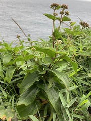 Eupatorium kiirunense