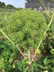 Angelica archangelica