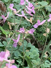 Corydalis decumbens