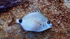 Diplodus holbrookii