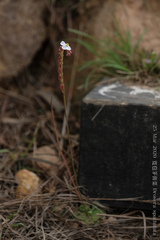 Drosera