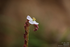 Drosera