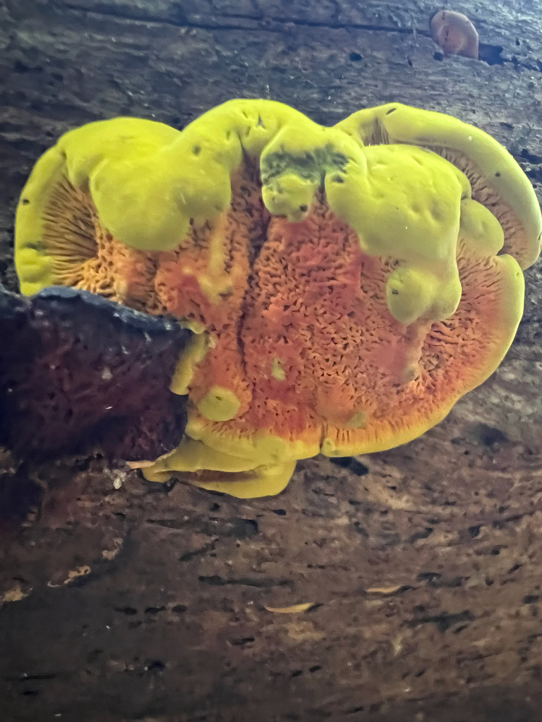Pseudomerulius curtisii · June 2026 · photo: Photo: (c) Deana Tempest Thomas, some rights reserved (CC BY) · iNaturalist