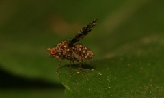 Homoneura trypetoptera