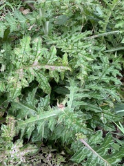Cirsium japonicum australe