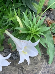 Lilium longiflorum