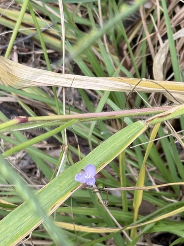 Murdannia graminea observed 2026-06-08
