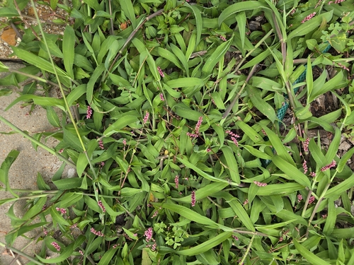 low smartweed