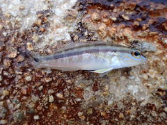 Diplectrum bivittatum