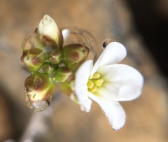 Arenaria norvegica