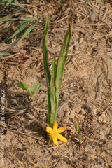 Curculigo orchioides