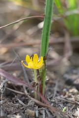 Curculigo orchioides
