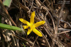 Curculigo orchioides
