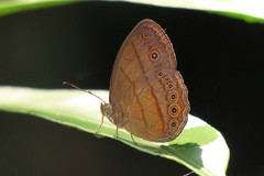 Mycalesis fusca