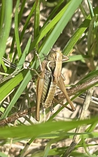 Roesel's Bush-cricket