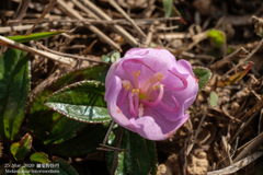 Melastoma × intermedium