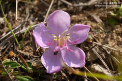 Melastoma × intermedium