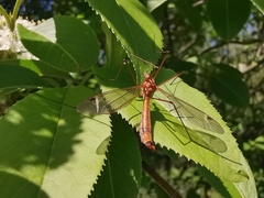Tipula lunata