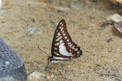 Graphium evemon