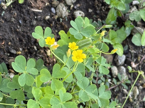 slender yellow woodsorrel