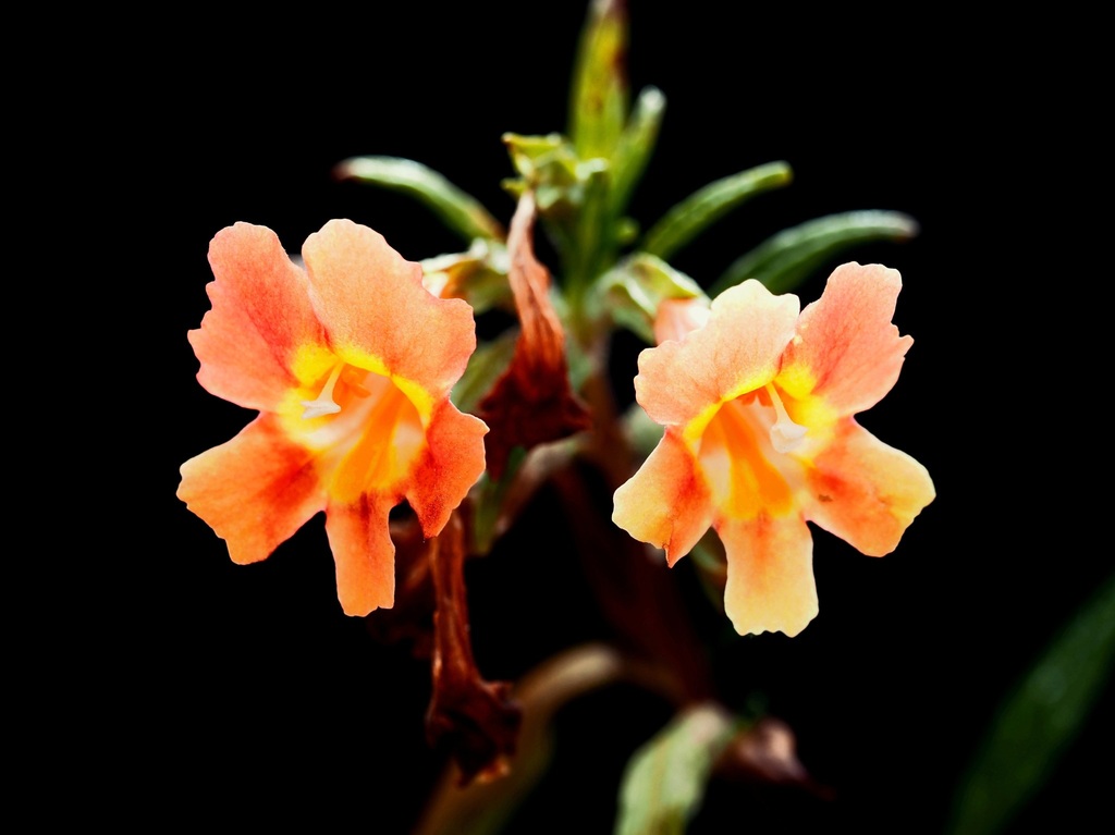 hybrid island monkeyflower