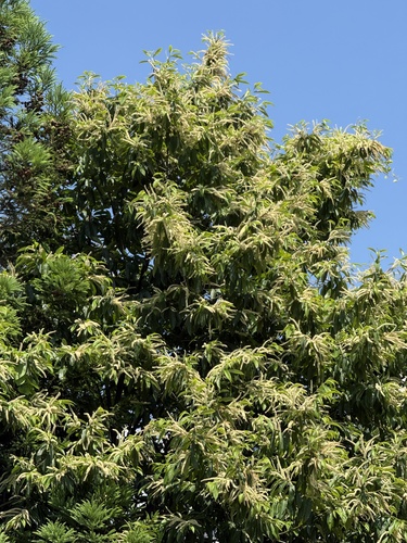 Japanese Chestnut