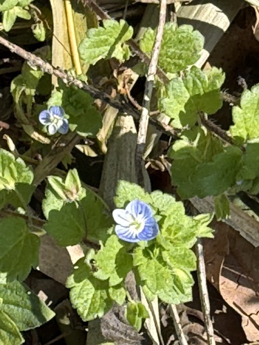 bird's-eye speedwell