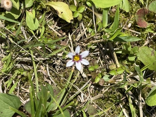 Blue Pigroot