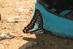 Graphium evemon