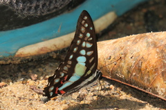 Graphium evemon