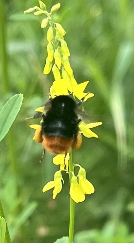 Red-tailed Bumble Bee