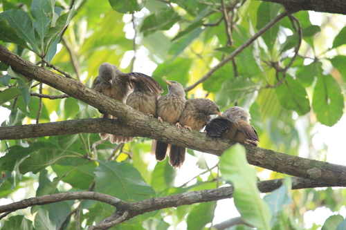 Jungle Babbler (Argya striata), photo 6