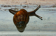 Cochlitoma granulata