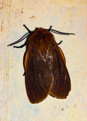 Automolis rubripuncta