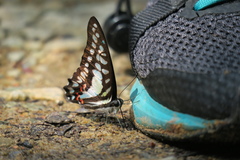 Graphium evemon
