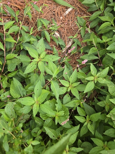 low smartweed