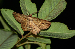 Menophra obtusata