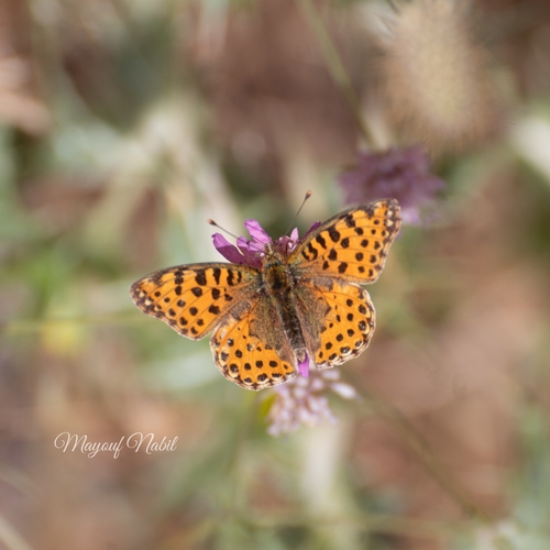 Queen of Spain Fritillary