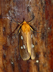 Rhanidophora cinctigutta