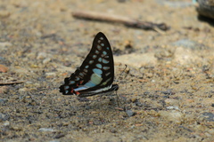 Graphium evemon