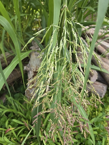 Johnson Grass