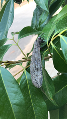Acanthaclisini